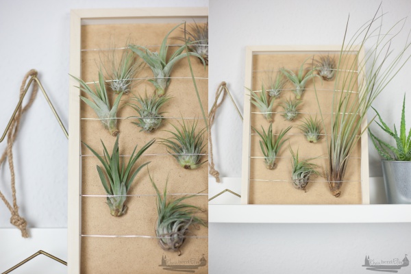 Wanddekoration mit Luftpflanzen rheinherztelbe DIY 