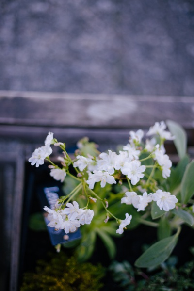 Ab in die Kiste | alte Holzkisten mit Blumen bepflanzen Rheinherztelbe